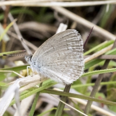 Zizina otis (Common Grass-Blue) at Yaouk, NSW - 5 Dec 2021 by AlisonMilton