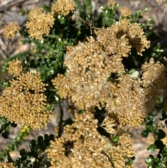 Ozothamnus obcordatus (Grey Everlasting) at Suttons Dam - 4 Dec 2021 by KL