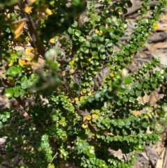 Ozothamnus obcordatus at Fentons Creek, VIC - 4 Dec 2021