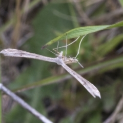 Platyptilia celidotus (Plume Moth) at Yaouk, NSW - 5 Dec 2021 by AlisonMilton