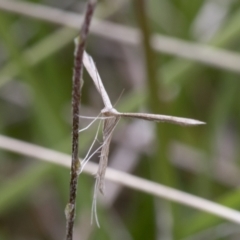 Platyptilia celidotus at Yaouk, NSW - 5 Dec 2021