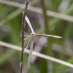 Platyptilia celidotus at Yaouk, NSW - 5 Dec 2021 11:52 AM