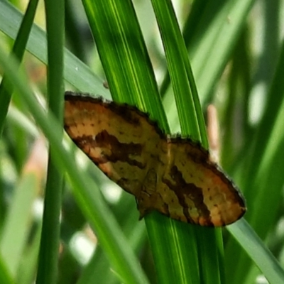 Chrysolarentia correlata (Yellow Carpet) at Namadgi National Park - 4 Dec 2021 by Sarah2019