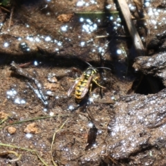 Vespula germanica (European wasp) at Namadgi National Park - 4 Dec 2021 by Sarah2019