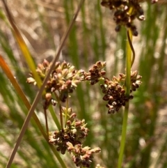 Juncus sp. (A Rush) at Fentons Creek, VIC - 2 Dec 2021 by KL