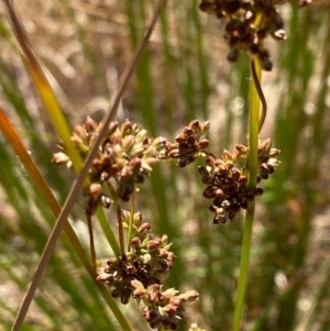 Juncus sp. at Fentons Creek, VIC - 3 Dec 2021