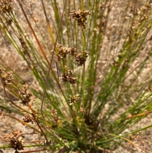 Juncus sp. at Fentons Creek, VIC - 3 Dec 2021 09:50 AM