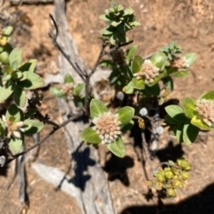 Pimelea ligustrina subsp. ligustrina (Tall Rice Flower) at Suttons Dam - 3 Dec 2021 by KL