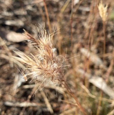 Rytidosperma sp. (Wallaby Grass) at Suttons Dam - 4 Dec 2021 by KL