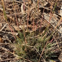 Rytidosperma sp. at Fentons Creek, VIC - 5 Dec 2021 08:10 AM