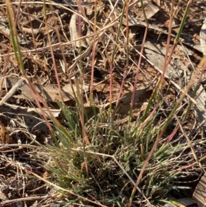 Rytidosperma sp. at Fentons Creek, VIC - 5 Dec 2021