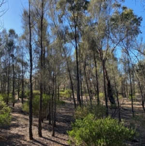 Allocasuarina luehmannii at Fentons Creek, VIC - 5 Dec 2021