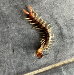 Cormocephalus aurantiipes (Orange-legged Centipede) at Murrumbateman, NSW - 7 Dec 2021 by SimoneC