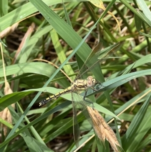 Orthetrum caledonicum at Murrumbateman, NSW - 8 Dec 2021 02:26 PM