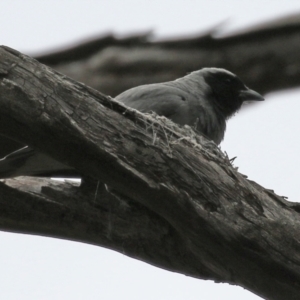 Coracina novaehollandiae at Paddys River, ACT - 6 Dec 2021