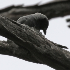 Coracina novaehollandiae at Paddys River, ACT - 6 Dec 2021