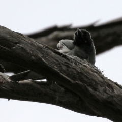 Coracina novaehollandiae at Paddys River, ACT - 6 Dec 2021