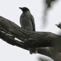 Coracina novaehollandiae at Paddys River, ACT - 6 Dec 2021