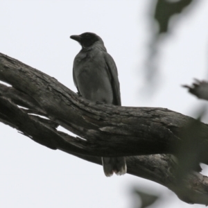 Coracina novaehollandiae at Paddys River, ACT - 6 Dec 2021