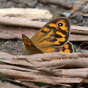 Heteronympha merope at Paddys River, ACT - 6 Dec 2021