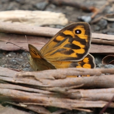 Heteronympha merope (Common Brown Butterfly) at Paddys River, ACT - 6 Dec 2021 by RodDeb