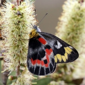 Delias harpalyce at Paddys River, ACT - 6 Dec 2021