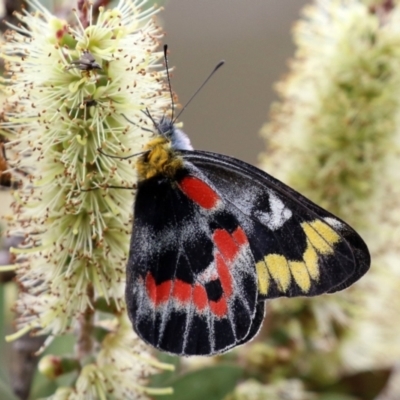 Delias harpalyce (Imperial Jezebel) at Tidbinbilla Nature Reserve - 6 Dec 2021 by RodDeb