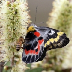 Delias harpalyce at Paddys River, ACT - 6 Dec 2021