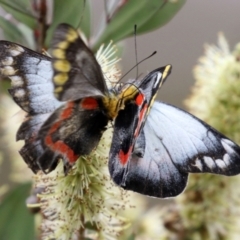 Delias harpalyce at Paddys River, ACT - 6 Dec 2021