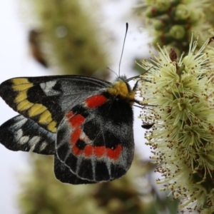 Delias harpalyce at Paddys River, ACT - 6 Dec 2021