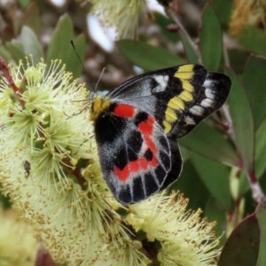 Delias harpalyce at Paddys River, ACT - 6 Dec 2021