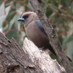 Artamus cyanopterus cyanopterus (Dusky Woodswallow) at Tidbinbilla Nature Reserve - 6 Dec 2021 by RodDeb