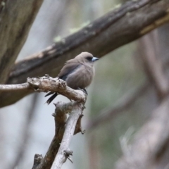 Artamus cyanopterus cyanopterus at Paddys River, ACT - 6 Dec 2021