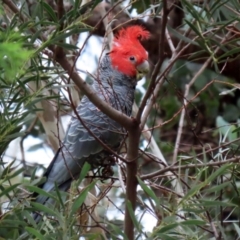 Callocephalon fimbriatum (Gang-gang Cockatoo) at Paddys River, ACT - 6 Dec 2021 by RodDeb