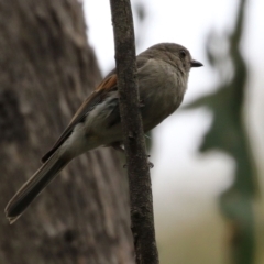 Pachycephala pectoralis (Golden Whistler) at Paddys River, ACT - 6 Dec 2021 by RodDeb