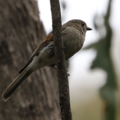 Pachycephala pectoralis (Golden Whistler) at Tidbinbilla Nature Reserve - 6 Dec 2021 by RodDeb