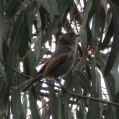 Pachycephala pectoralis at Paddys River, ACT - 6 Dec 2021