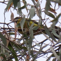 Pachycephala pectoralis at Paddys River, ACT - 6 Dec 2021