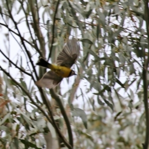 Pachycephala pectoralis at Paddys River, ACT - 6 Dec 2021