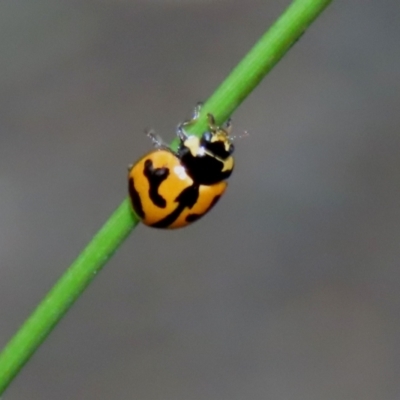 Coccinella transversalis (Transverse Ladybird) at Paddys River, ACT - 6 Dec 2021 by RodDeb