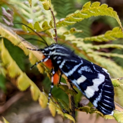 Phalaenoides glycinae (Grapevine Moth) at Acton, ACT - 8 Dec 2021 by HelenCross