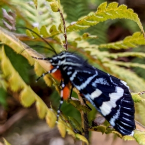 Phalaenoides glycinae at Acton, ACT - 8 Dec 2021