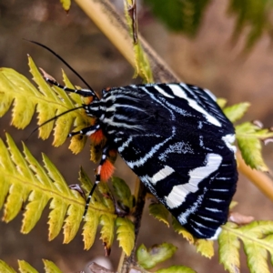 Phalaenoides glycinae at Acton, ACT - 8 Dec 2021