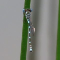 Austrolestes leda (Wandering Ringtail) at Paddys River, ACT - 6 Dec 2021 by RodDeb