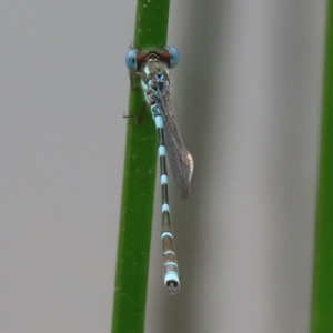 Austrolestes leda at Paddys River, ACT - 6 Dec 2021 02:32 PM