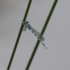 Austrolestes leda at Paddys River, ACT - 6 Dec 2021 02:32 PM