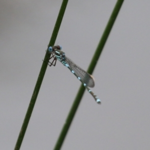 Austrolestes leda at Paddys River, ACT - 6 Dec 2021