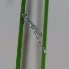 Austrolestes leda at Paddys River, ACT - 6 Dec 2021