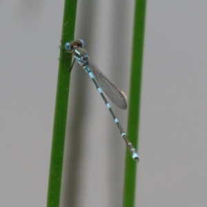 Austrolestes leda at Paddys River, ACT - 6 Dec 2021 02:32 PM