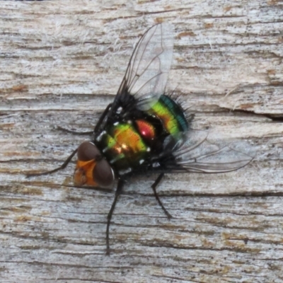 Amenia sp. (genus) (Yellow-headed Blowfly) at Tidbinbilla Nature Reserve - 6 Dec 2021 by RodDeb